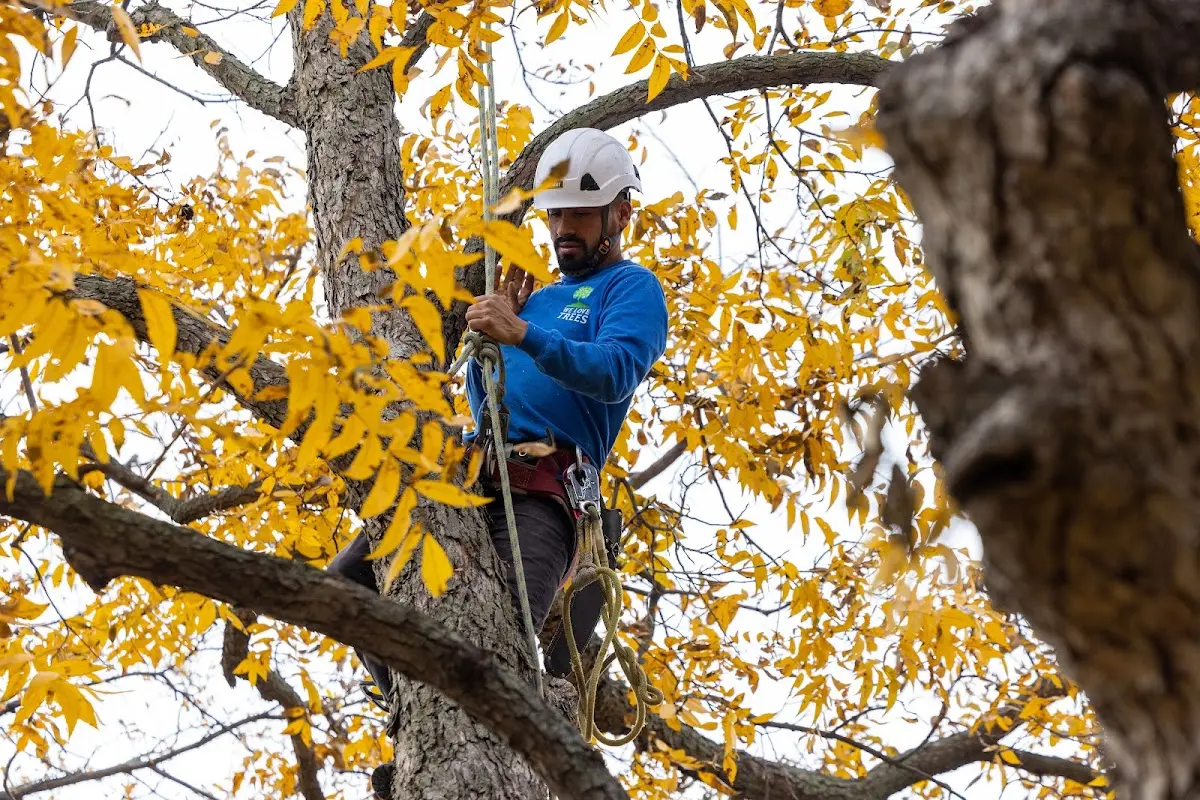 Skilled Tree Pruning crew working in Summer Shade